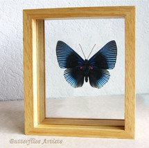 Metalmark Lyropteryx Apollonia Butterfly Framed Entomology Double Glass ... - $62.99
