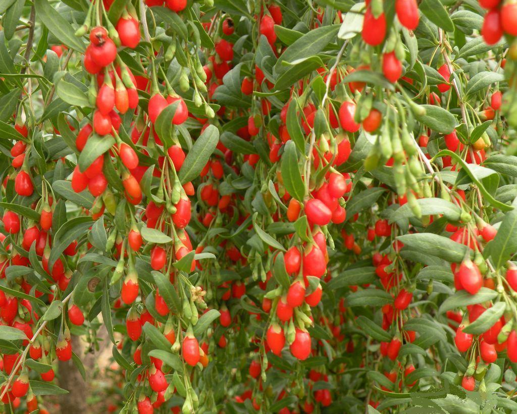 100 300 Goji Berry Wolfberry seeds （Lycium Barb 10 seed