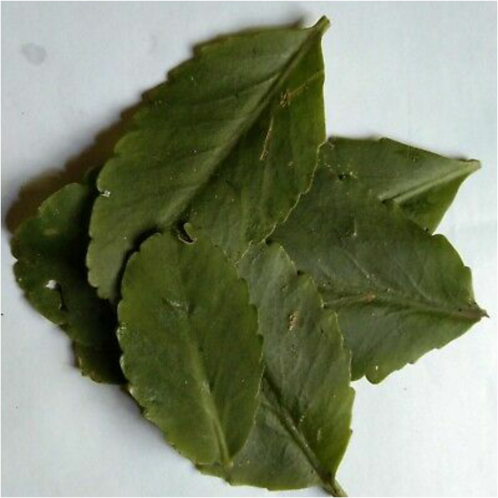 Discover The Healing Power Of Kalanchoe Pinnata Tea: Ancient Remedy, Modern Miracles - 7mmee5j