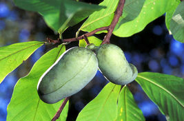 5 Pcs Paw Paw Fruit Tree Seeds #MNSF - $16.00