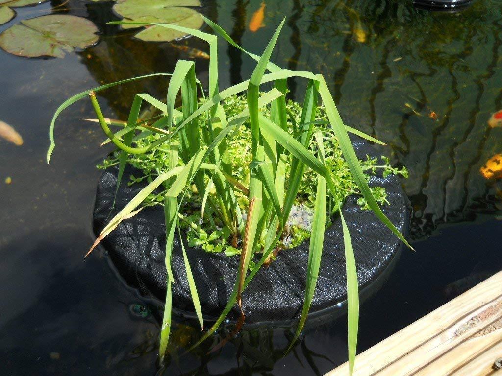Pondh2o Floating Aquatic Water Garden Pond Planter Basket 14 Inch Square Fabric
