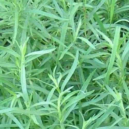 Primary image for 200 Tarragon (Artemisia Dracunculus) Seeds