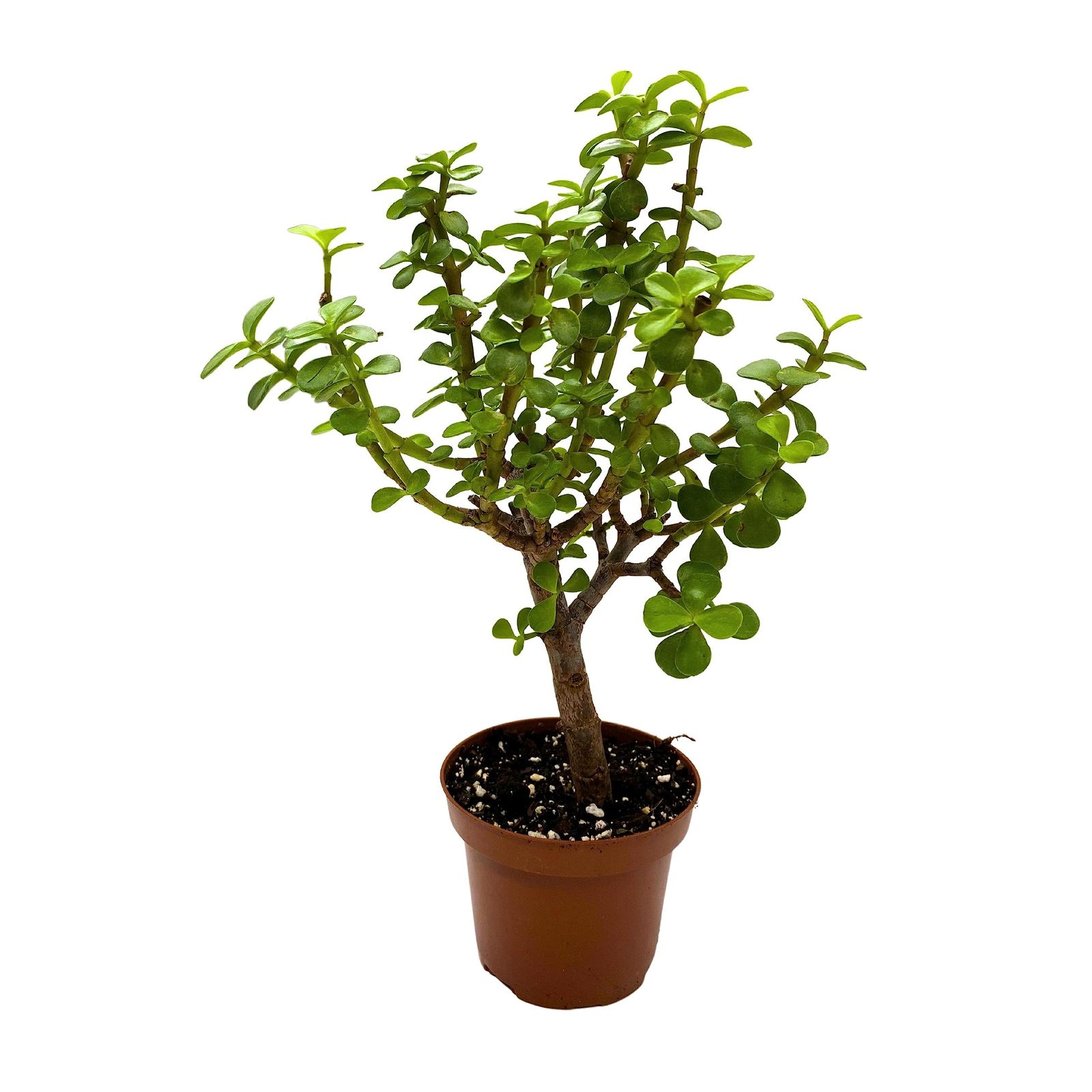 Elephant Bush, Porkbush, Purslane Tree, Dwarf Jade, Spekboom