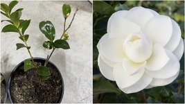 Japonica Camellia - WHITE- (1) 6-12” Live Starter Plant -Winter Blooming Rose - $61.99
