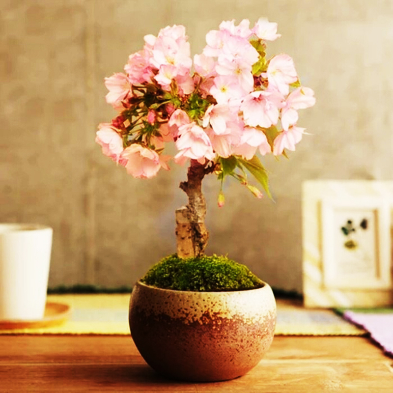 20pcs Japanese Sakura Flower Pots Seed Cherry Blossoms Bonsai Tree