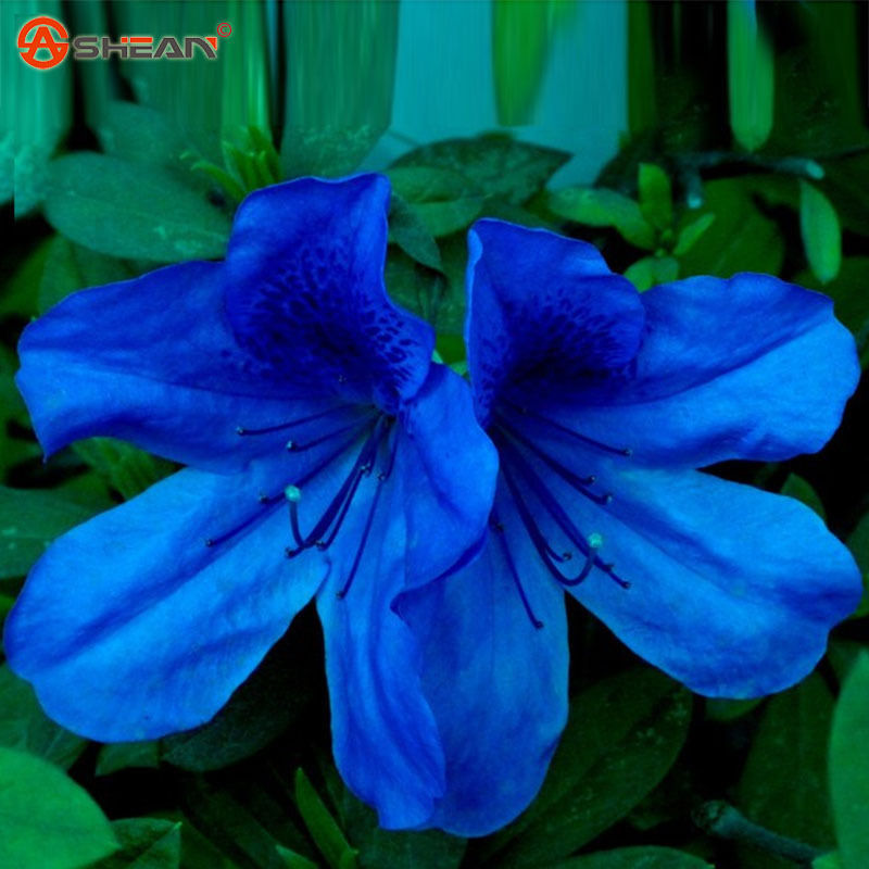 200 Rare Bonsai Blue Azalea Seeds DIY Home Garden Plants Flower Seeds
