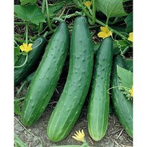 500 Seeds or 1/2 OZ Garden Sweet Cucumber Seeds, BURPLESS, Organic, NON-GMO - $19.80