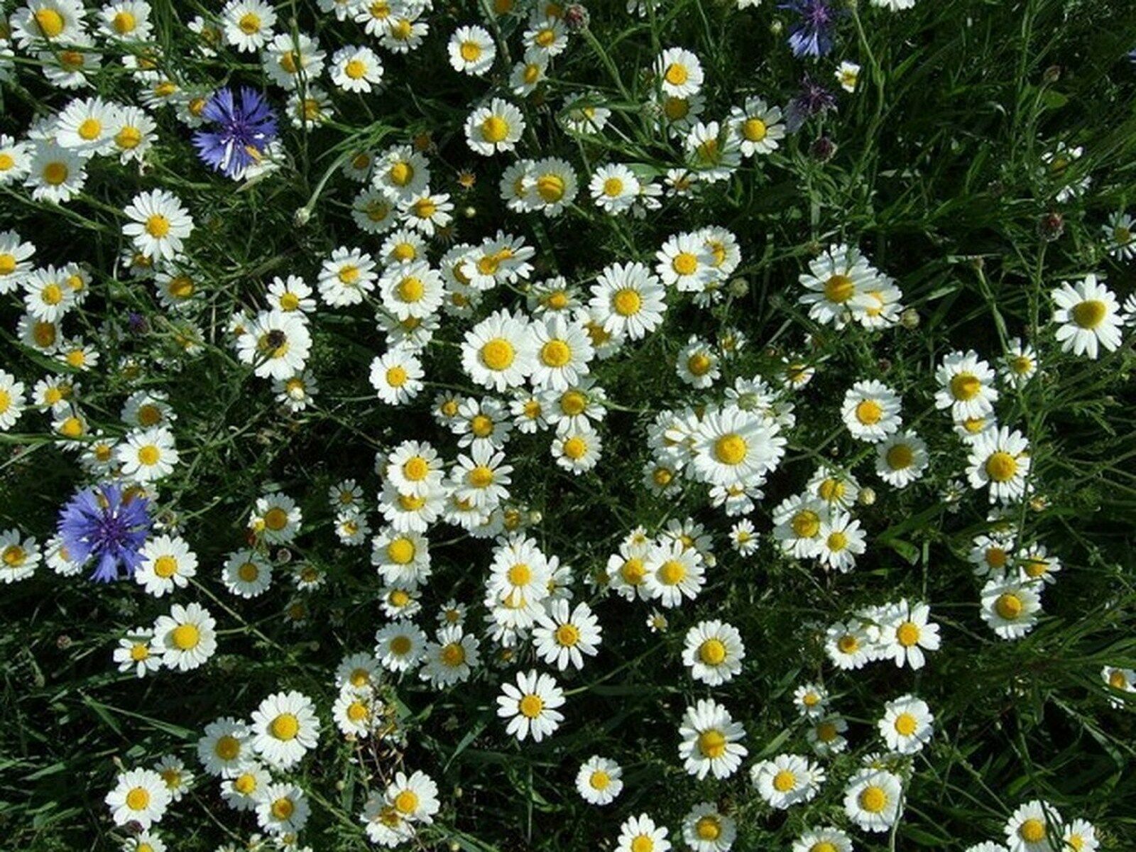 200 Pcs Creeping Daisy Flower Seeds #MNSS - Seeds & Bulbs