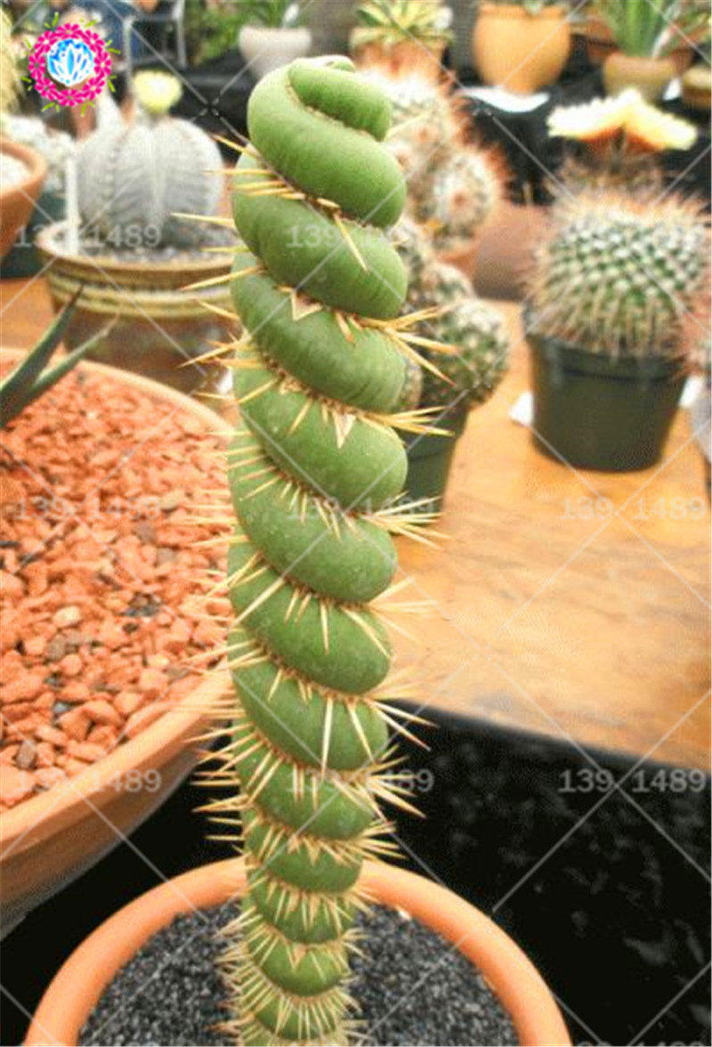s-rare-cactus-seeds-real-succulent-seeds-Green-spiral-funny-bonsai-flower-plant-for-DIY-Home_162.jpg