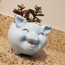 Pig Plant Pot with Baby Jade Succulent, 6" Ceramic Blue Pig Planter image 2