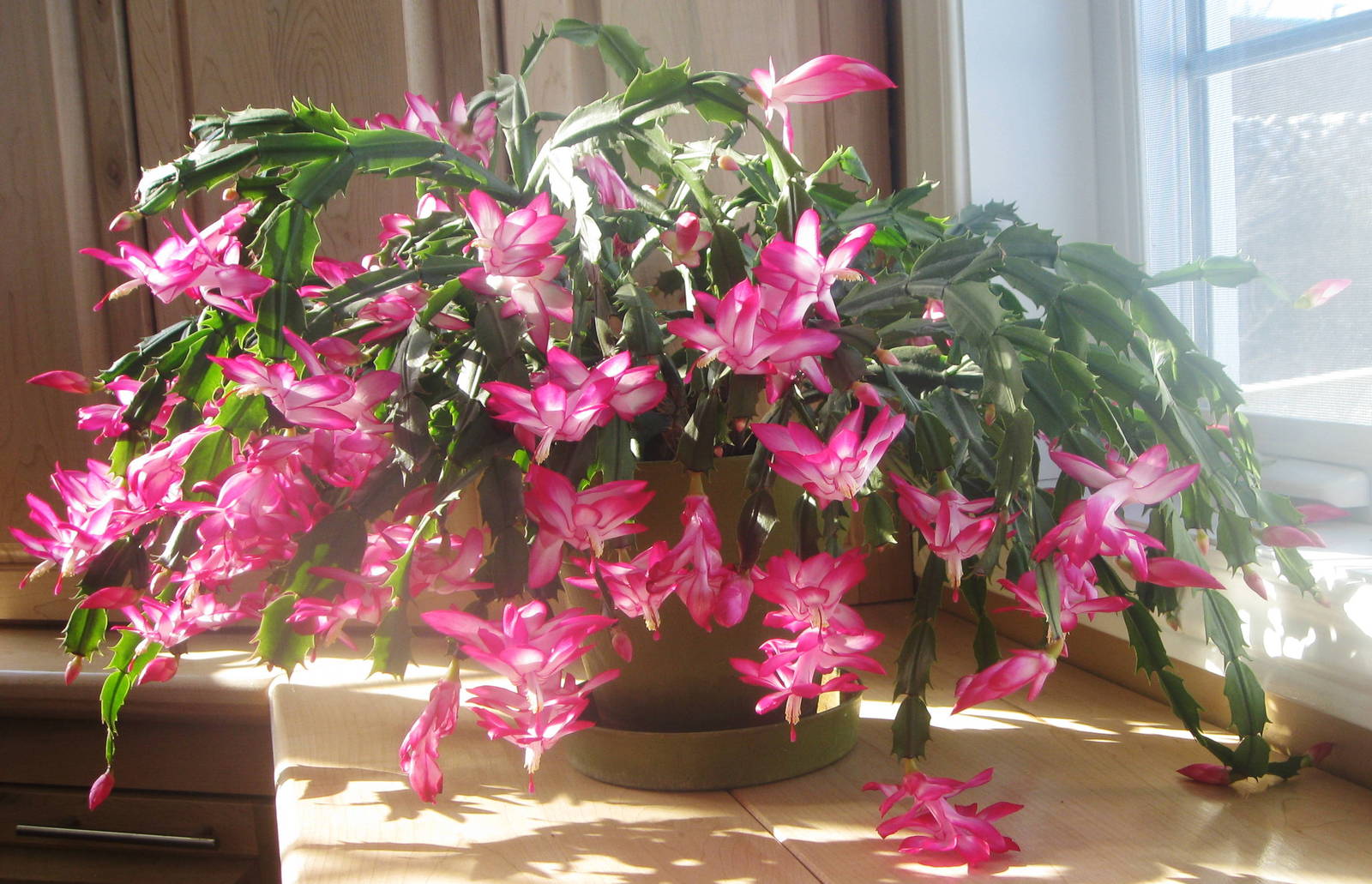 Christmas Zygo Cactus Schlumbergera truncata Fresh/rooted Cutting ...