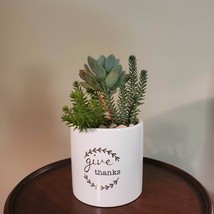 Succulents in Ceramic Planter, Live Arrangement in White Plant Pot, Give Thanks