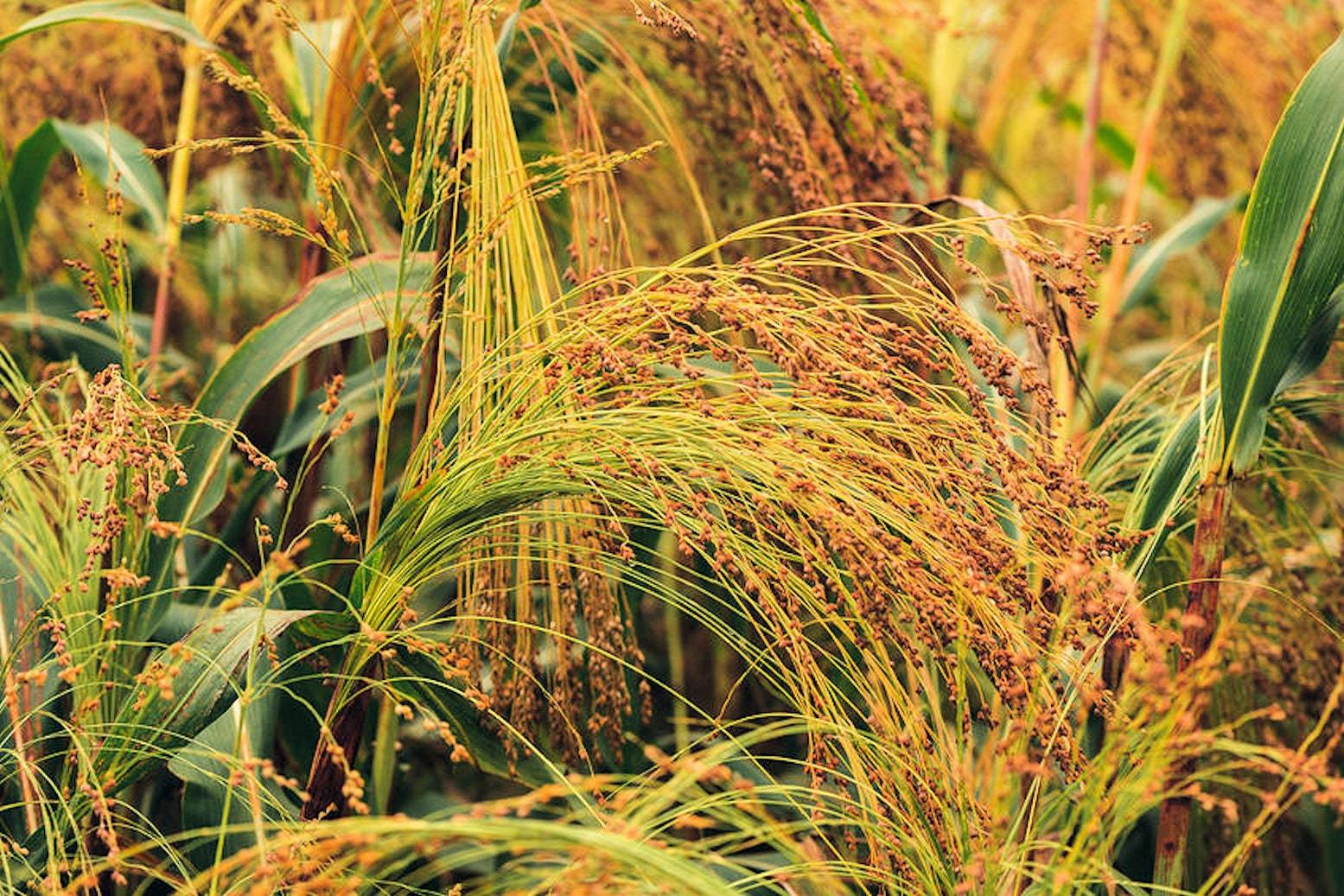 SEEDS = 500 seeds -White Proso Millet and similar items