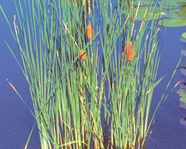 5 Dwarf Cat Tails Seeds-1196 - $2.98