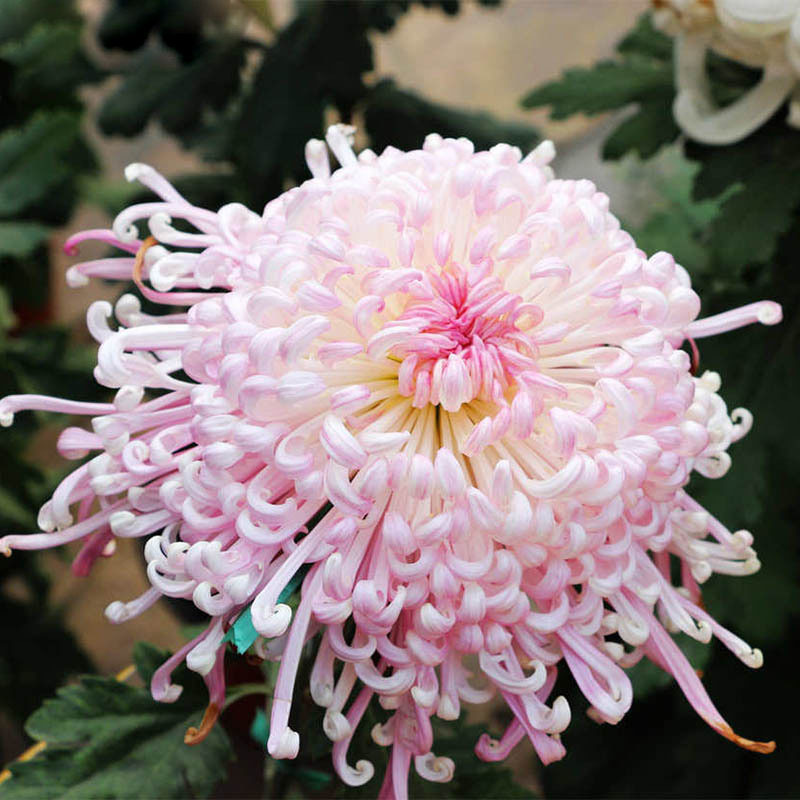 100 Pcs Rare Fireworks Pink Chrysanthemum Seeds Chrysanthemum