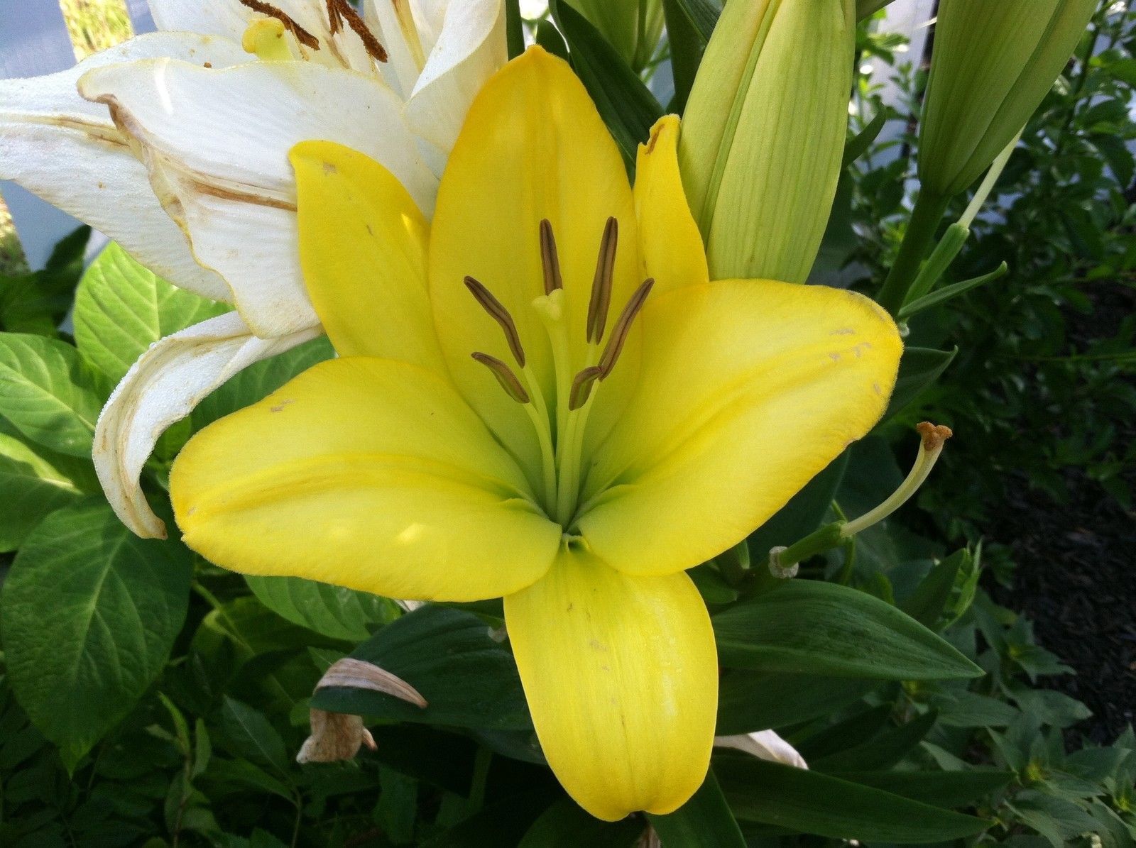 Asiatic Lily Yellow County Lily plant FREE SHIP Perennials