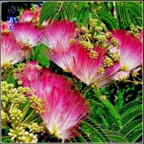 Silk Tree (Mimosa Tree) seeds - Easy to grow - 20 seeds - A Hummingbird ...