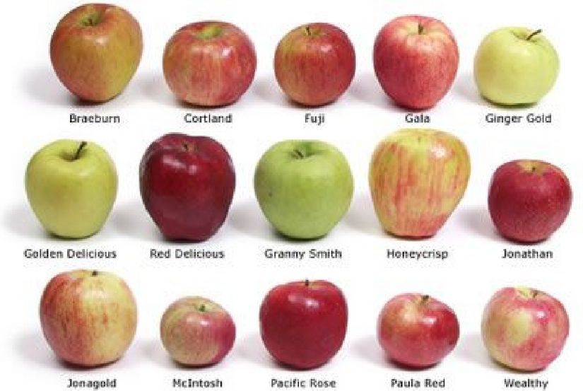 Apple fruit Mix(Jonathan, Golden, Idared, Fuji, Gala etc. ) 20 seed