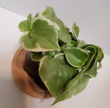 Cupid Peperomia Plant, Peperomia Scandens Variegated, 2 inch Live House Plant image 4