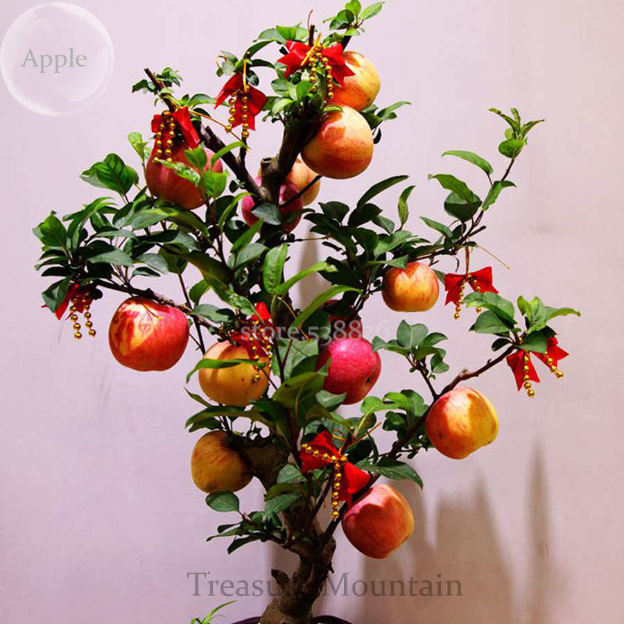 Heirloom Indoor Bonsai Red Apple Tree, 10 Seeds, edible ornamental