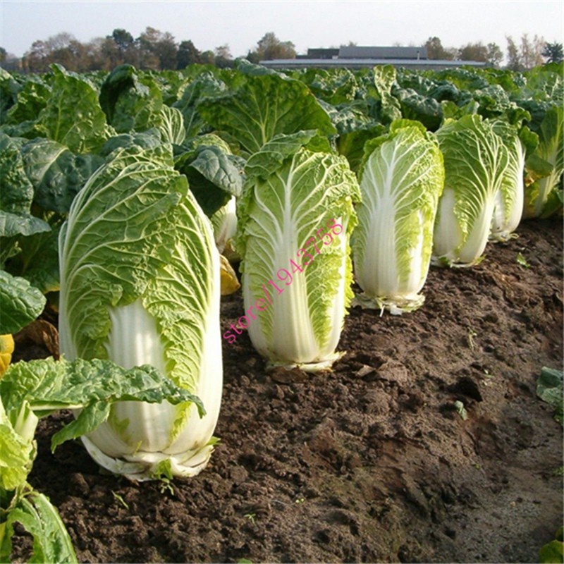 100 Chinese cabbage seeds,green vegetable seeds for healthy bok choy