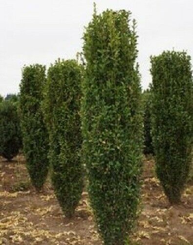 Green Pillar Boxwood -Live Plant - 4 Inch Pot - Bushes & Shrubs