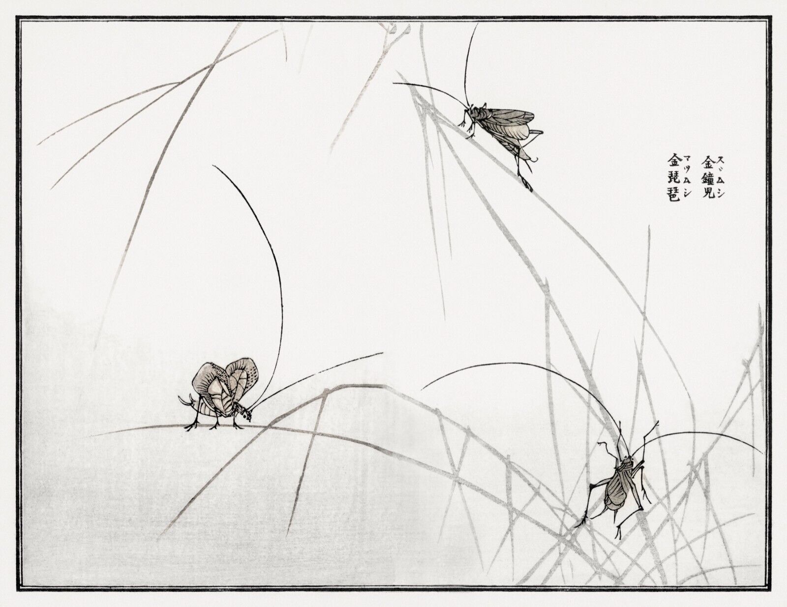 10067.Decor Poster.Room home wall.1910 Japan print.Morimoto Toko art.Cicadas