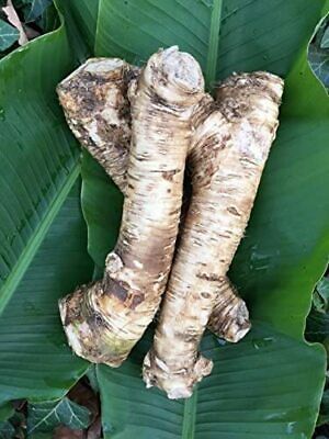 Horseradish Root, Sauget, 3 ounce (Sold by Weight). -Country Creek LLC-