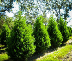 25 Leyland Cypress trees 2.5" inch pot image 5