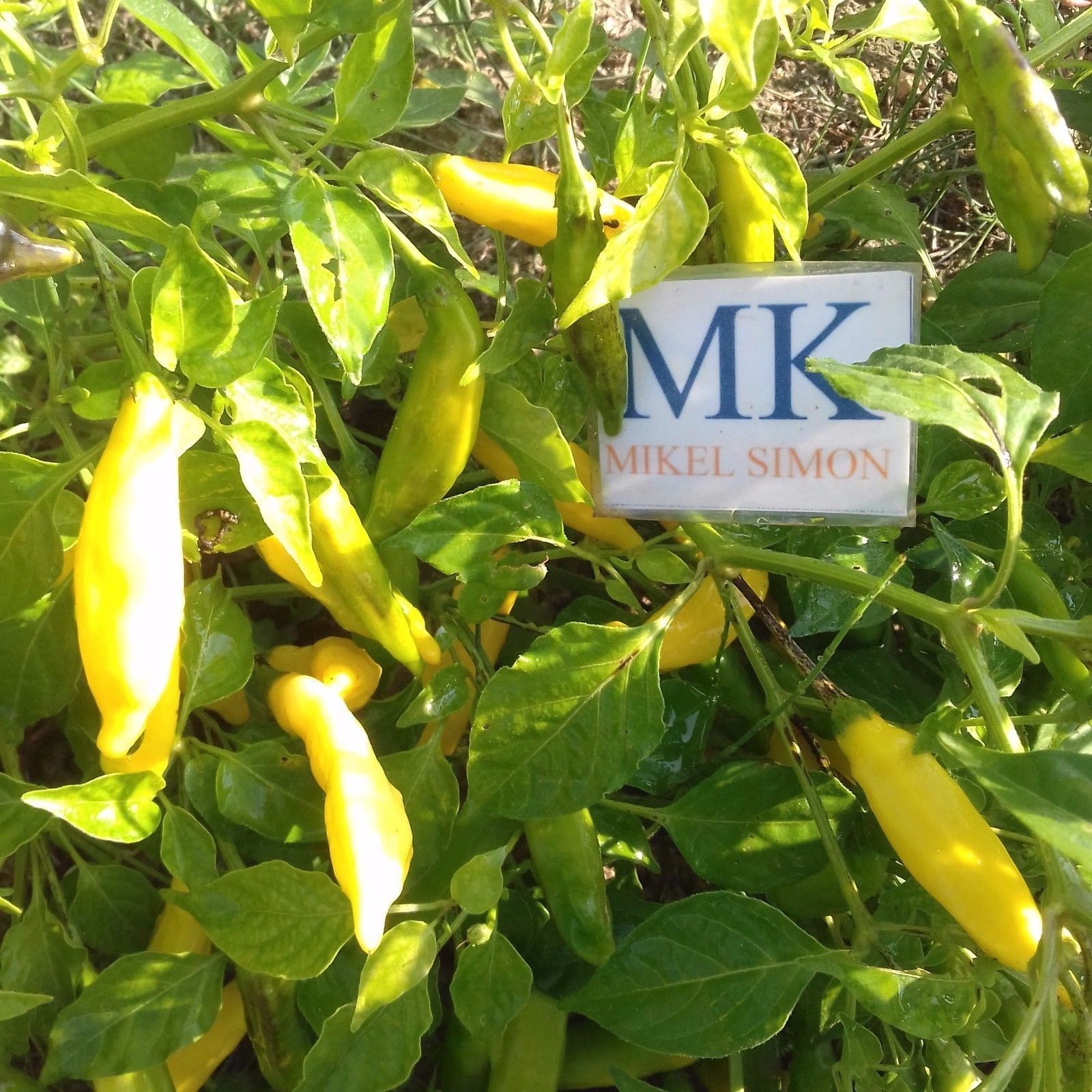Capsicum frutescens,50 SEEDS,SEMILLAS 8 CHILE PURIRA cosecha propia
