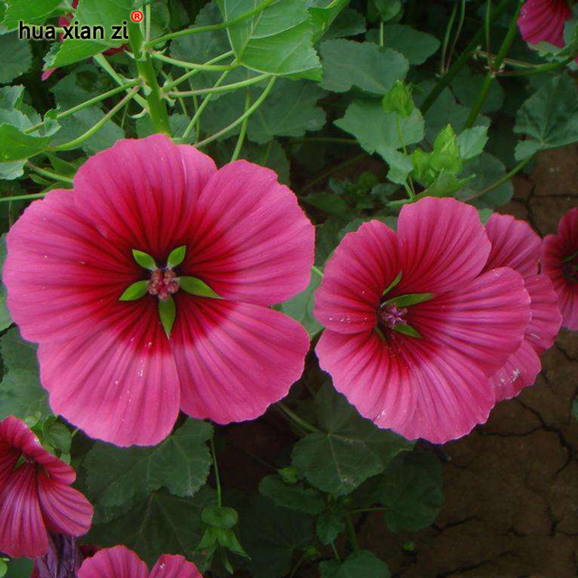 30 Pcs Malope Trifida Flower Seeds, Hz Decorative Flower Seeds - Seeds