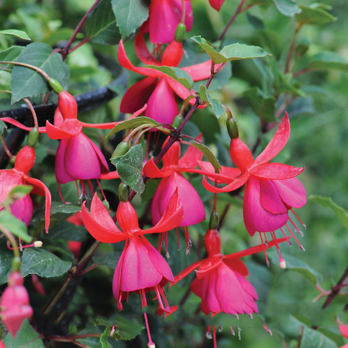 Hardy Climbing Fuchsia 'Lady in Black' Seeds, 50 Seed Perennial Seeds