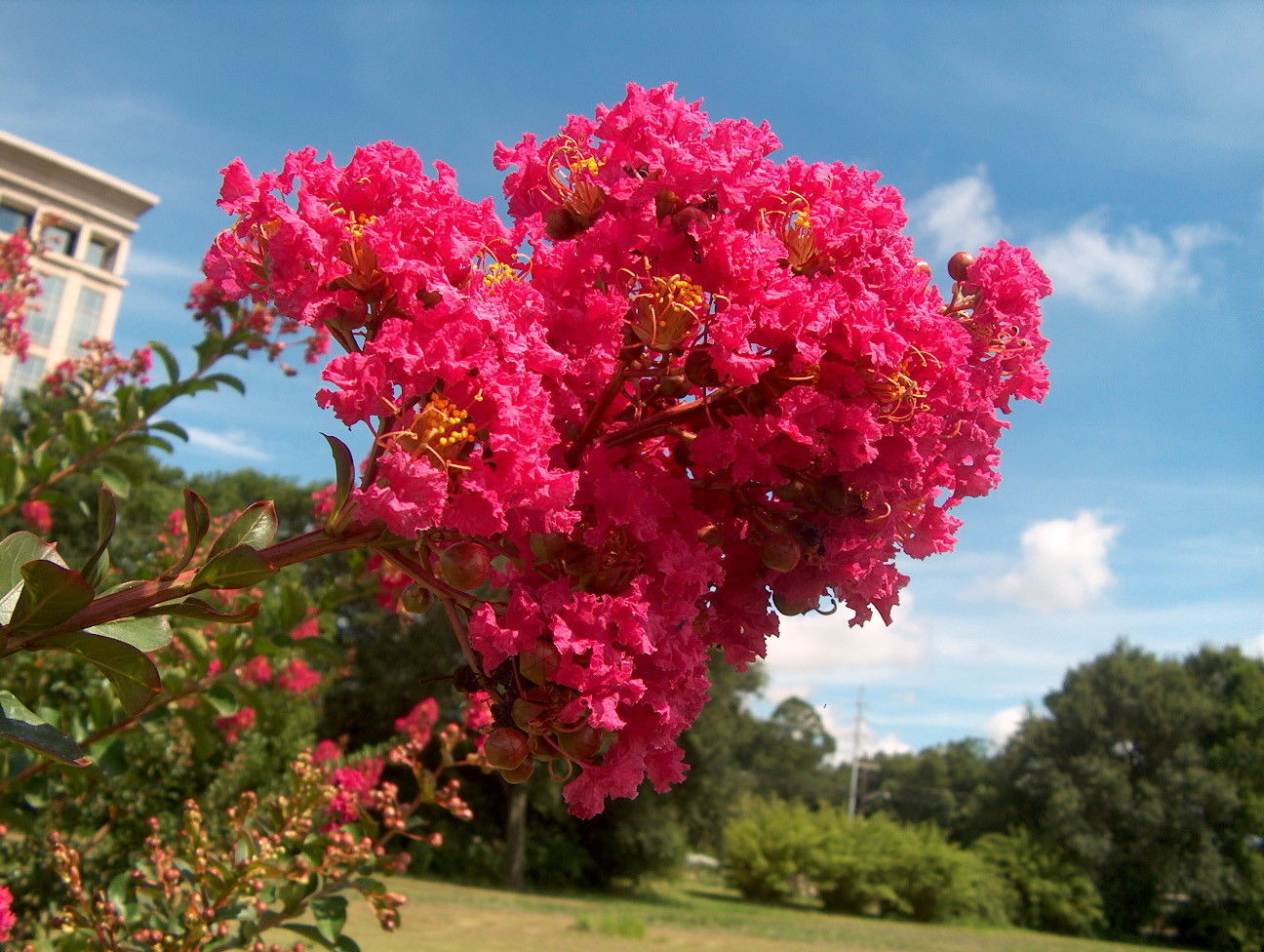 Country Red Crape Myrtle - Lagerstroemia Established Roots - 4