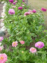 50 Seeds - Zinnia Art Deco Mix Flower - $9.80