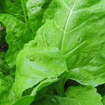 SHIP FROM US 8 OZ SEEDS - MONSTRUEUX DE VIROFLAY SPINACH SEEDS - NON-GMO... - $69.96