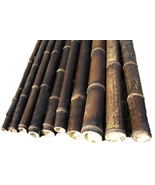 LARGE BLACK BAMBOO POLES-6&#39; Long-Choose from 3 Diameters- 6 Pack or 12 Pack - $105.00+