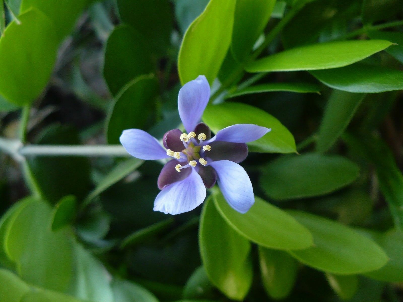 25 Seeds Lignum Vitae Tree Of Life Rare Guaiacum Sanctum - Other Seeds