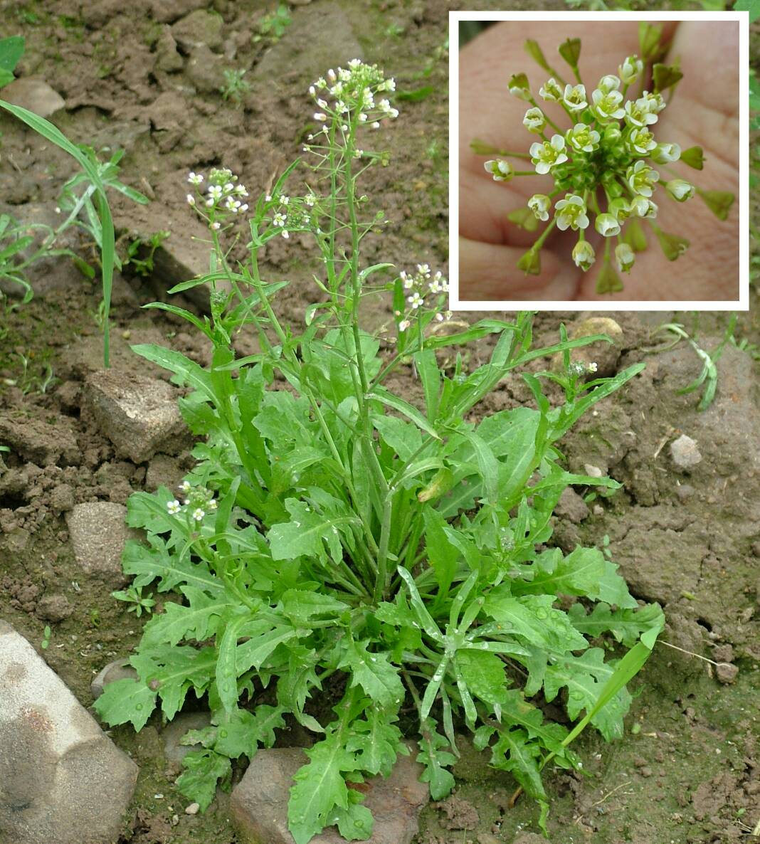 50+ Shepherd�s Purse Seeds Capsella bursapastoris