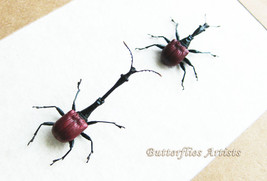 Trachelophorus Giraffa Long Neck Weevil Beetles Entomology Collectible Shadowbox - $74.99