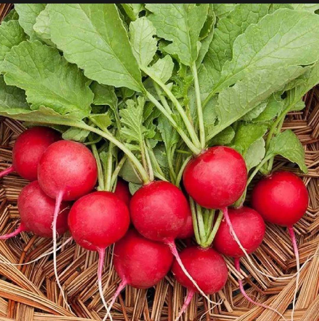 Red Radish seeds,cherry belle radish, pack for home garden, from sri