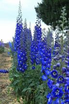 50 Bright Blue Delphinium Mix  Perennial Garden Flower Seeds #STL17 - $18.17