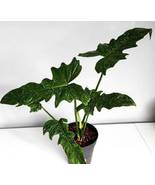 Philodendron Mottled Dragon Variegated House Plant Aroid Tropical Indoor... - $63.00