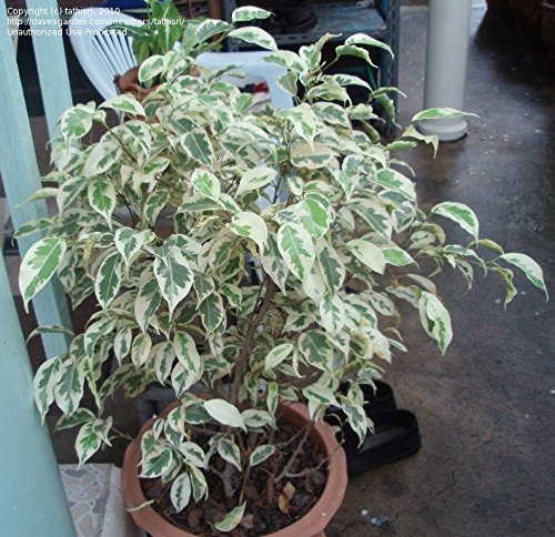 Ficus Benjamina Variegated Live Plant Foliage Plant Fit 1 GAL Pot - Trees