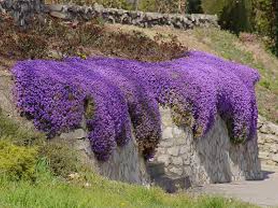 ROCK CRESS- CASCADE Purple- Aubrieta Hybrida Superbissima-50 seeds - Seeds