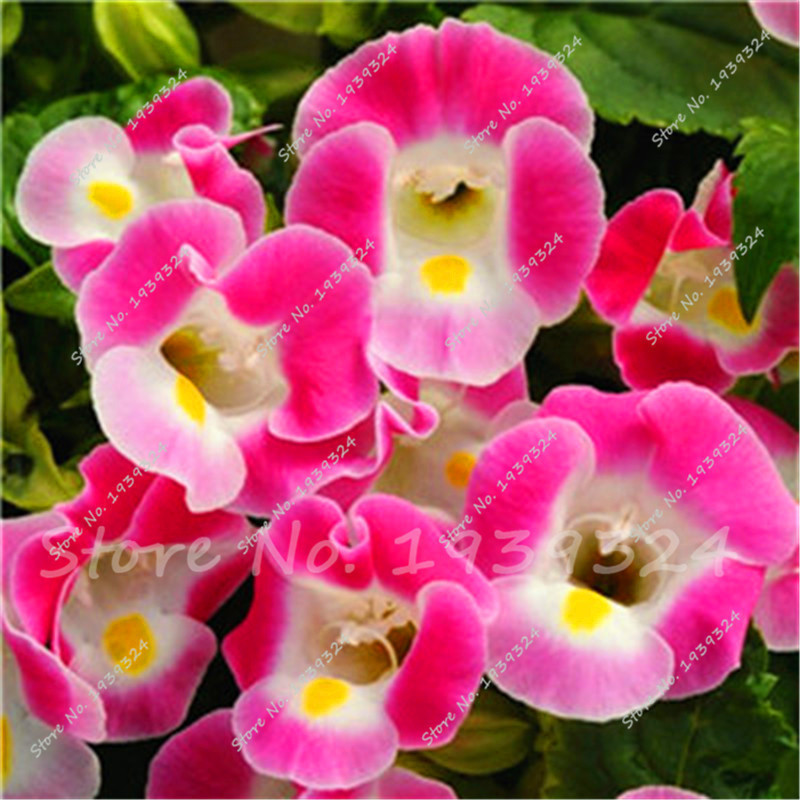 Cha Gloxinia