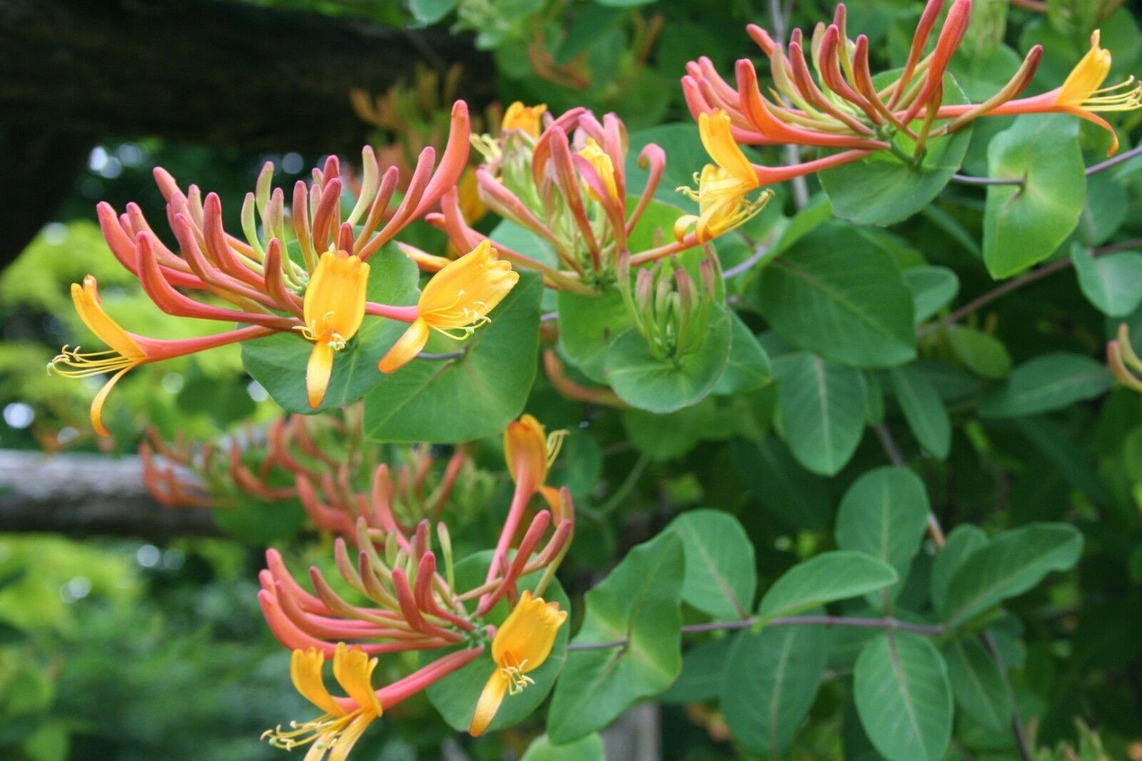 1 Quart Plant Lonicera Heckrottii Goldflame Honeysuckle Flowers Home ...