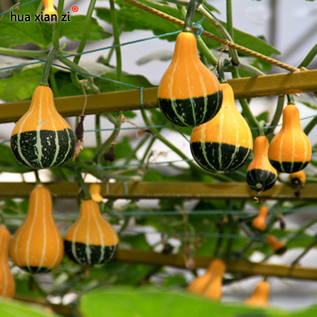 8 Pcs Bottle Gourd Seed Ornamental, HZ Delicious Vegetable Seeds Vegetable Seeds