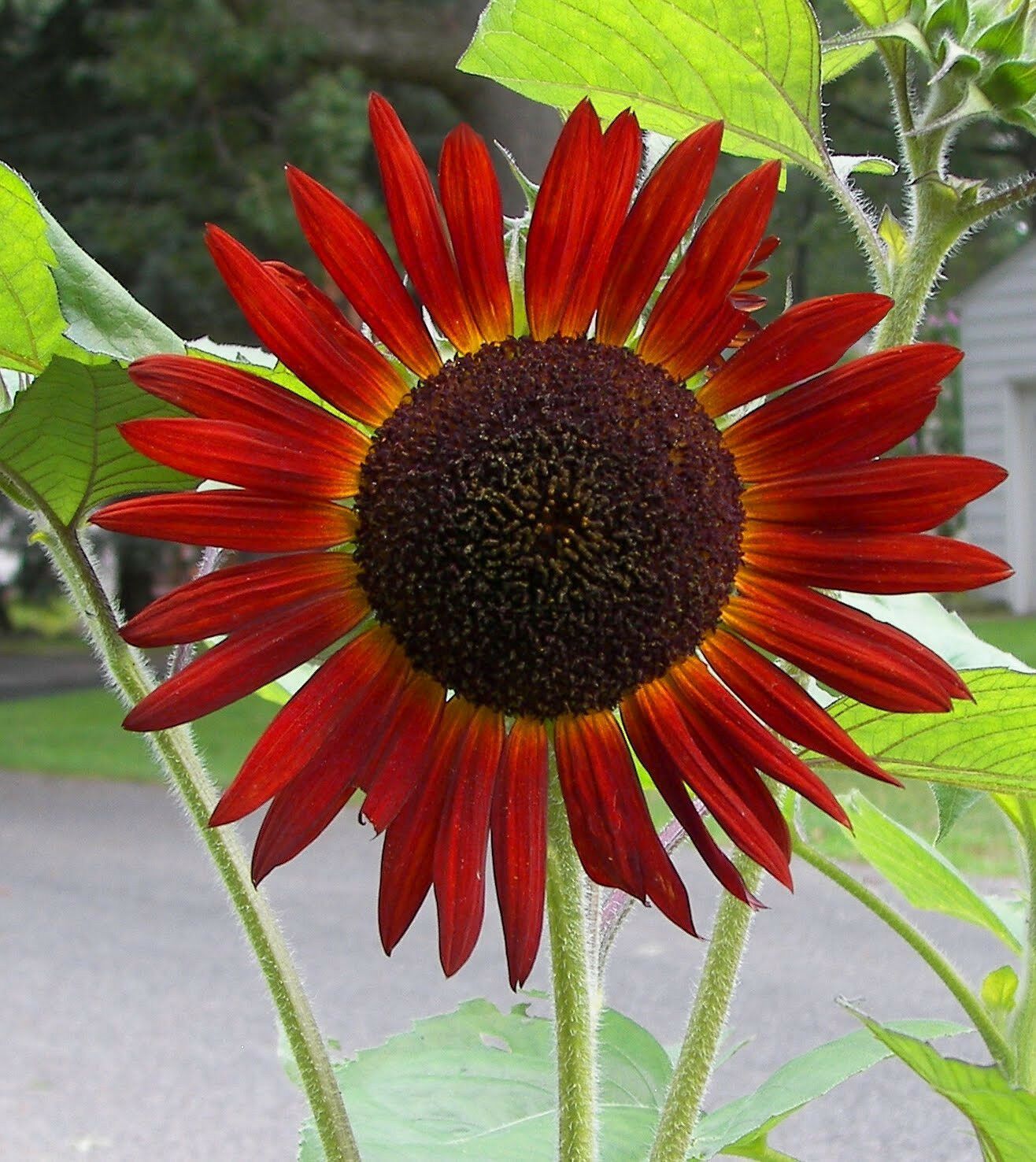 List 102+ Pictures pictures of red sunflowers Stunning