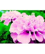 200pcs Very Graceful Rose Pink Color French Marigold seeds IMA1 - $14.99