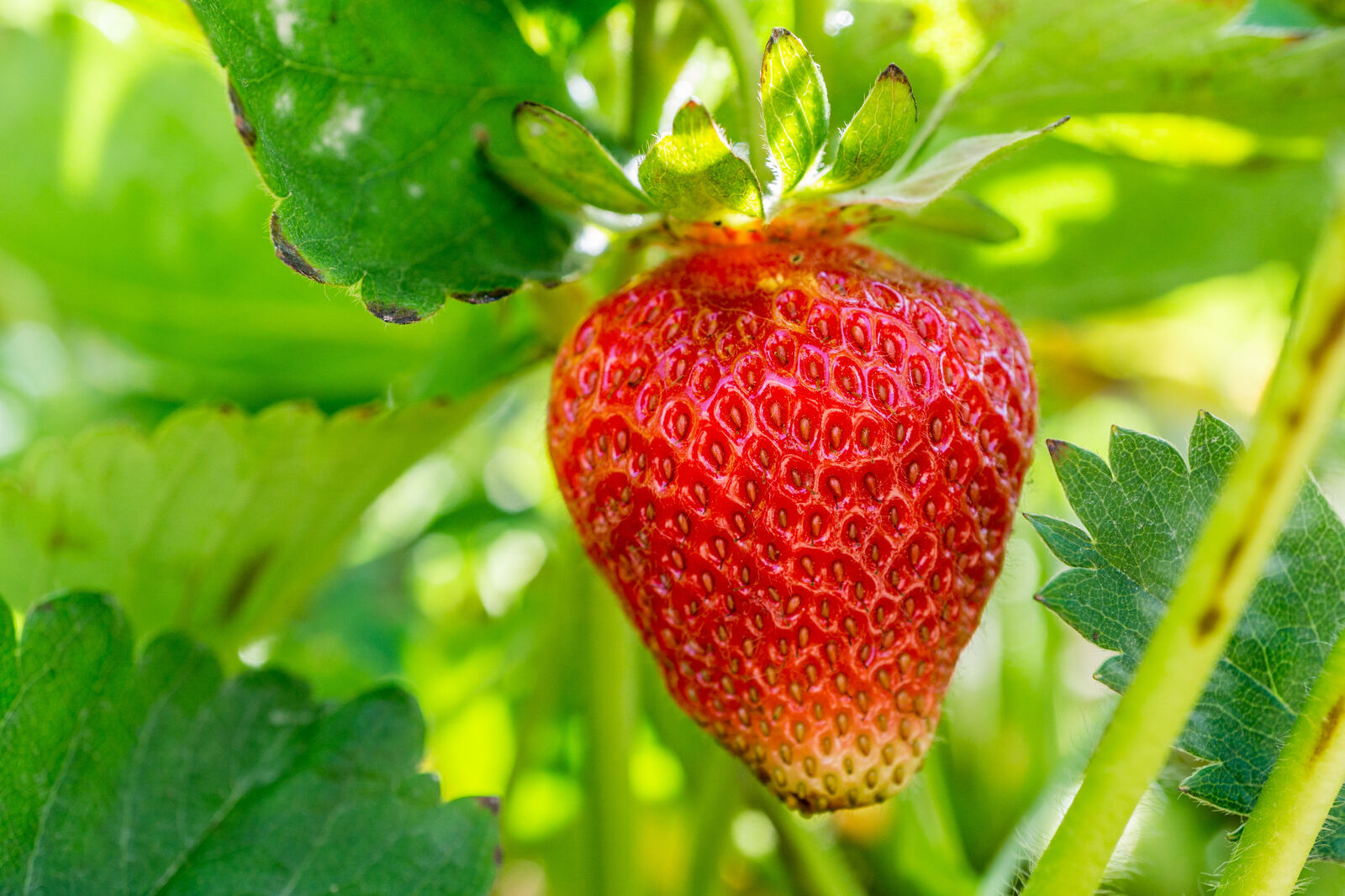 Eversweet Everbearing Grown Strawberry Plants - (10 Bare Root Plants )